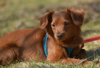 Portrait of dog relaxing on field