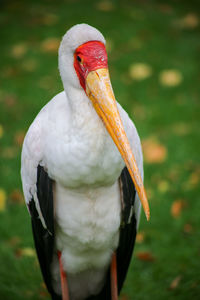 Close-up of a bird