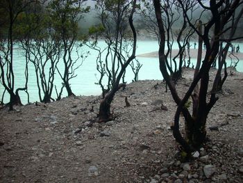 Bare trees on beach against sky