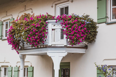 Flowers on window of building