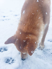 Dog on snow covered land