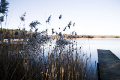 Close-up of grass in lake against sky
