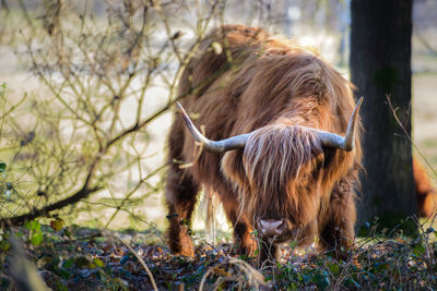 Close-up of horse standing on field