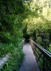 Footpath amidst trees in forest