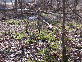 View of trees in forest