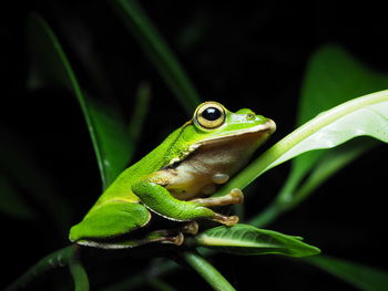 Close-up of frog on plant