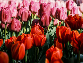Close-up of yellow tulips