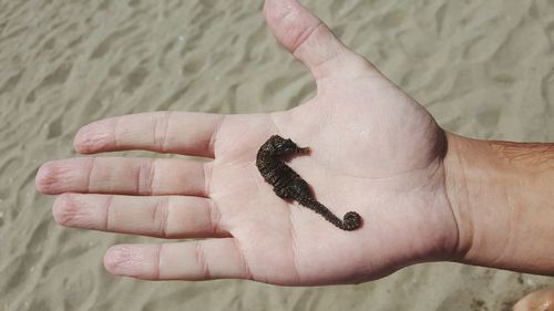 Close-up of human hand holding seehorse