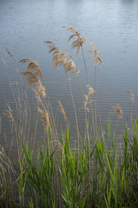 Close-up of grass on field by lake