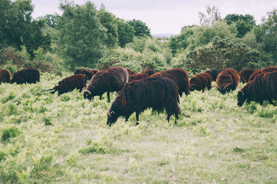 Horses on field against trees