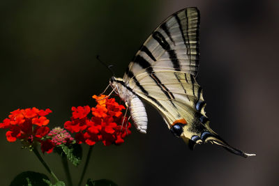 Close-up of butterfly pollinating on flower