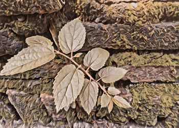 Full frame shot of dried leaves