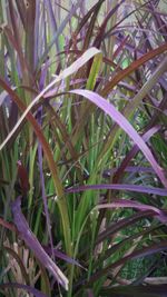 Close-up of leaves