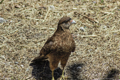 Close-up of bird on field