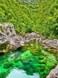 Stream flowing through rocks in forest