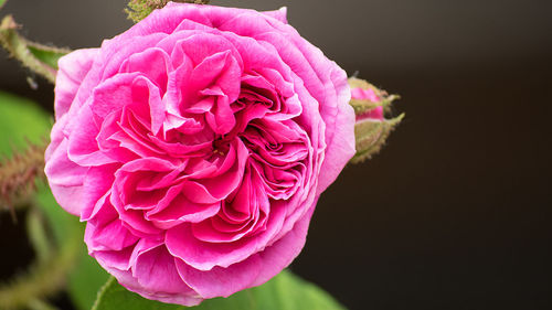 Close-up of pink rose