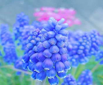 Close-up of blue flowering plant