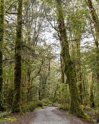 Road amidst trees in forest