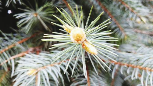 Close up of plant