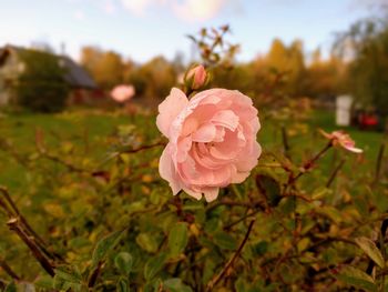 Close-up of pink rose blooming outdoors