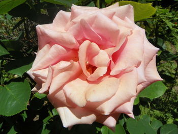 Close-up of pink rose