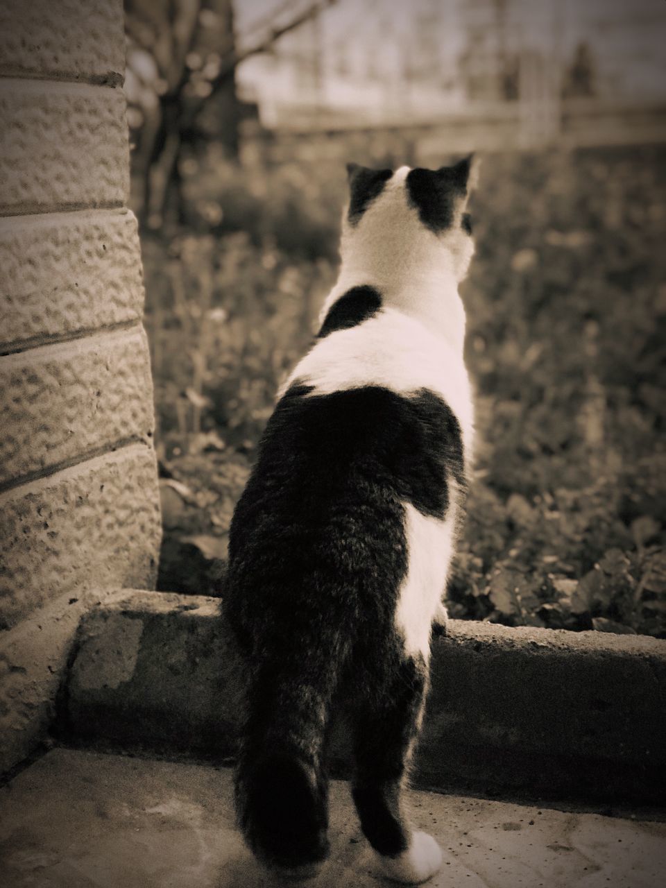 CLOSE-UP OF CAT ON WALL