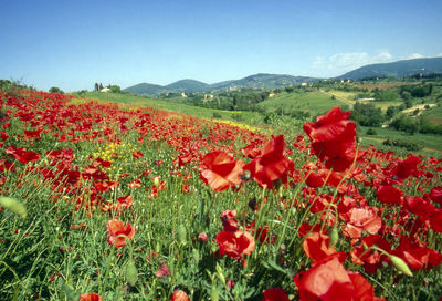Red poppies blooming in field