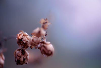 Close-up of wilted hop flower 