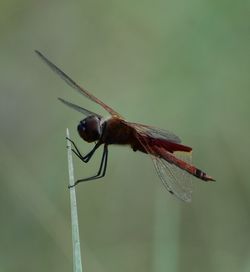 Close-up of dragonfly