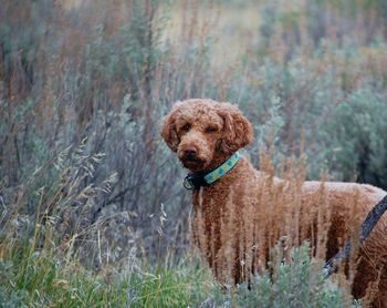 Portrait of dog standing in grass