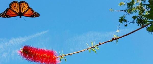 Low angle view of trees against blue sky