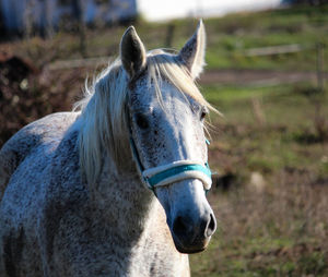 Close-up of a horse on field