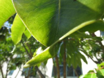 Close-up of leaves against blurred background