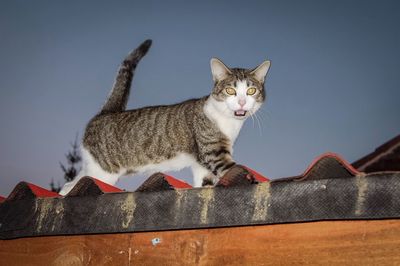 Portrait of a cat looking away