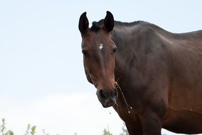 Horse standing against clear sky