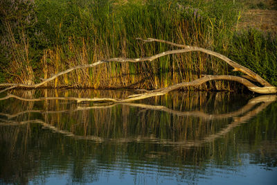 Scenic view of lake in forest