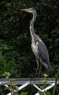 Bird perching on tree trunk