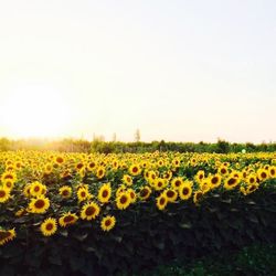 Sunflower field