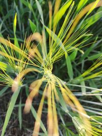 Close-up of plant growing on field