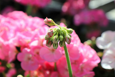 Close-up of pink flowering plant