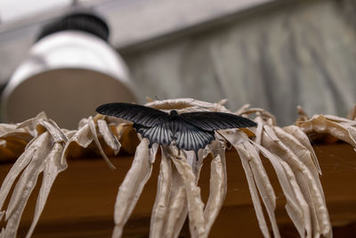 Close-up of dried crab on dry plant