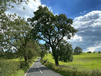 Looking along, hallgate hill, with old trees, wild plants and fields, near, slaidburn, clitheroe, uk