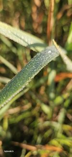 plant