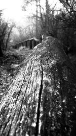 Close-up of tree stump