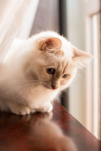 Close-up of kitten at home