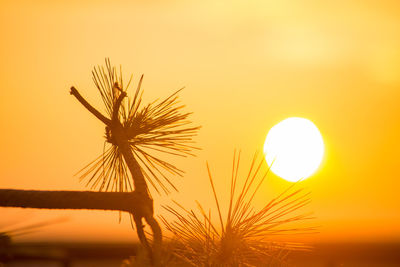 Low angle view of silhouette plant against sky during sunset