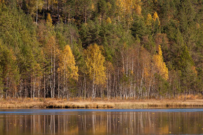 Scenic view of lake in forest