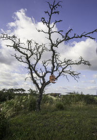 Tree on field against sky