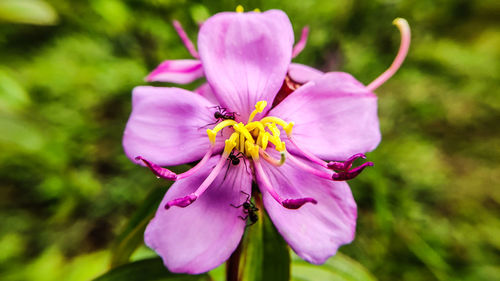 Close-up of pink flowering plant