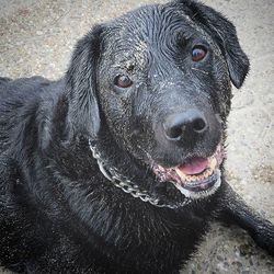 Close-up portrait of a dog